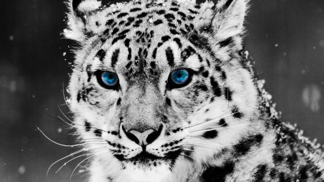 Snow leopard blue eyes snowflakes #2 free wallpaper for desktop - medium preview image