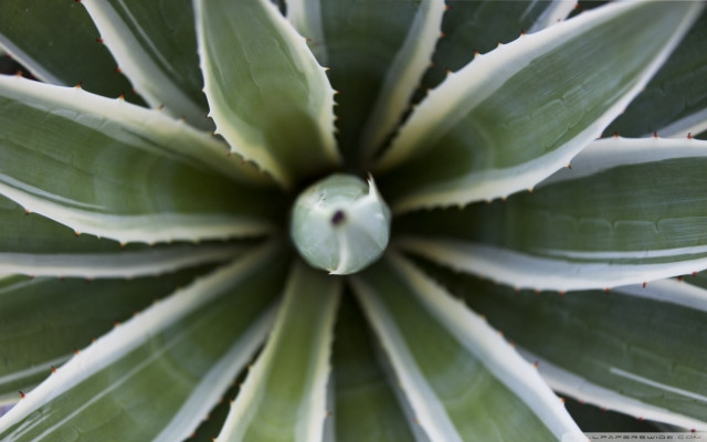 Green plant white center red free wallpaper for desktop - medium preview image