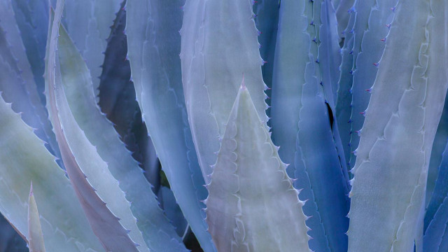 Large leaves blue white plant free wallpaper for desktop - medium preview image
