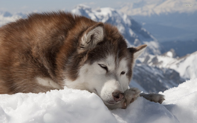 Husky snow sleeping snowboard mountains free wallpaper for desktop - medium preview image