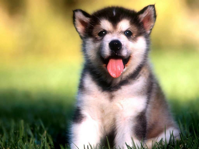 Puppy sitting grass tongue out free wallpaper for desktop - medium preview image