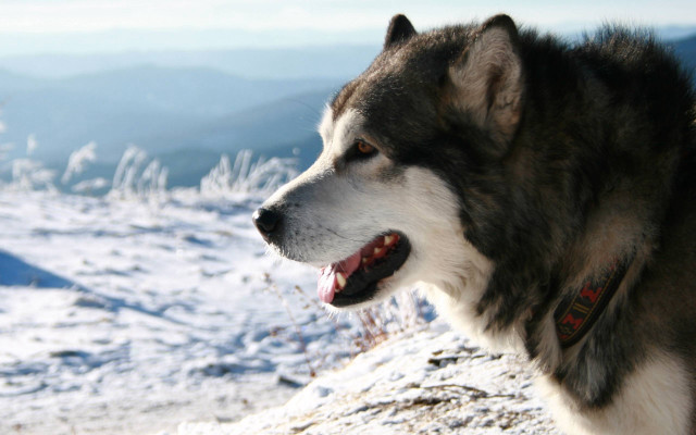 Husky open mouthed snowy mountain free wallpaper for desktop - medium preview image