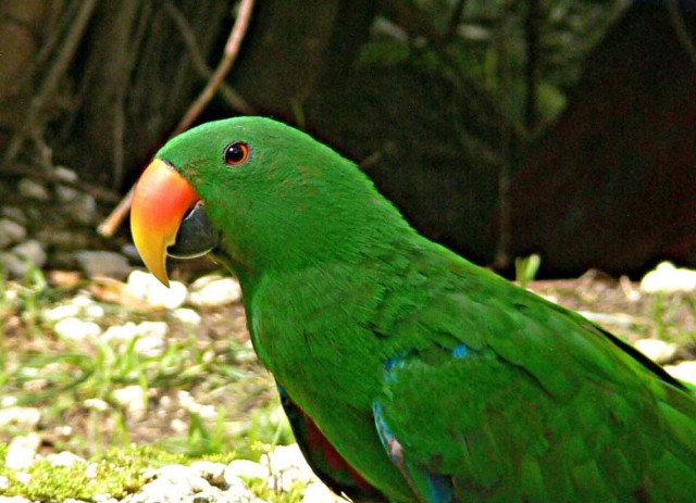 Green parrot red beak rock free wallpaper for desktop - medium preview image