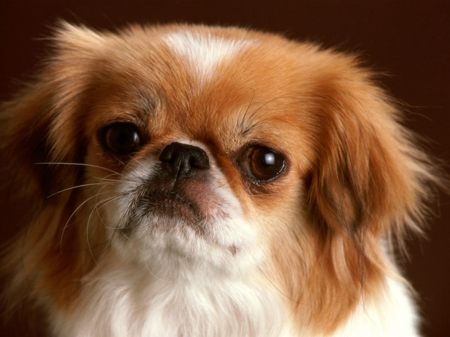 Small dog brown white face #2 free wallpaper for desktop - medium preview image