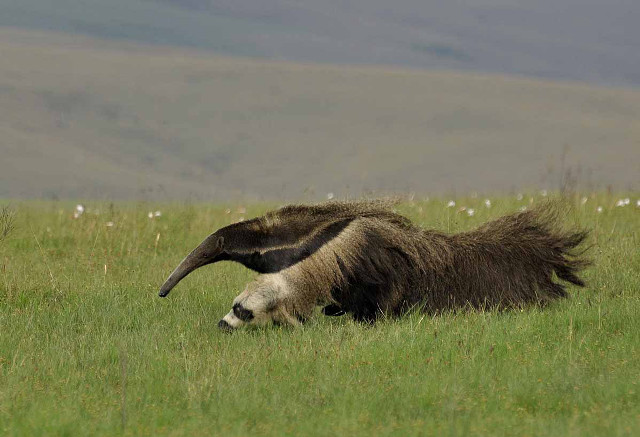 Goat long horns field mountains free wallpaper for desktop - medium preview image