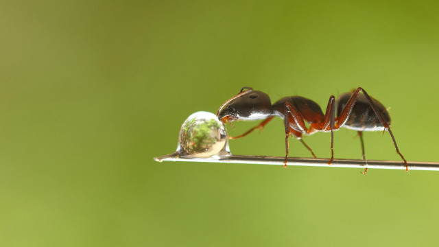 Anteaters stick glass ball end free wallpaper for desktop - medium preview image