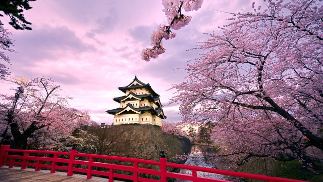 Red bridge castle cherry blossoms #4 free wallpaper for desktop - medium preview image