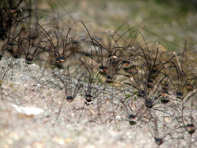 Small brown bugs rock forest free wallpaper for desktop - medium preview image