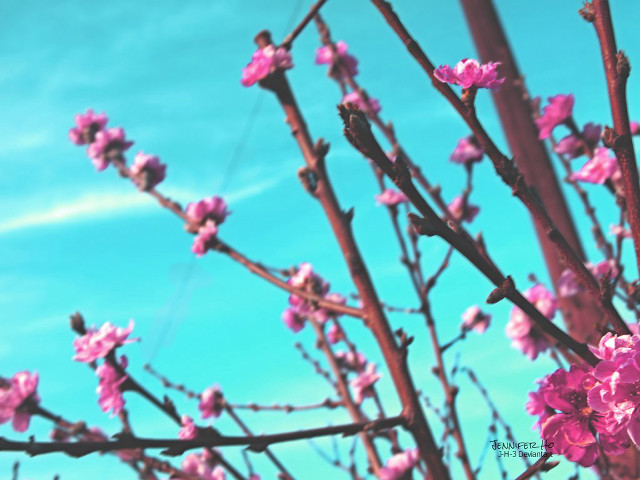 Pink flower tree blue sky #2 free wallpaper for desktop - medium preview image