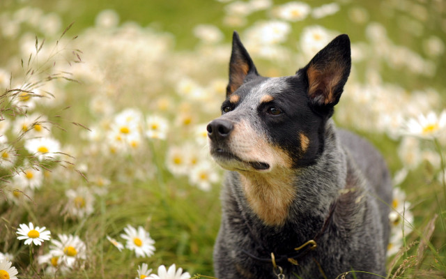 Dog standing field daisies looking free wallpaper for desktop - medium preview image