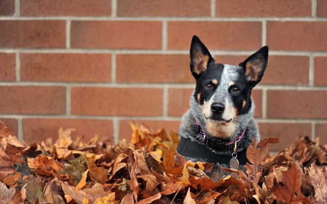 Dog sitting leaves brick wall free wallpaper for desktop - medium preview image