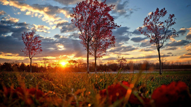 Sunset trees grass road red free wallpaper for desktop - medium preview image