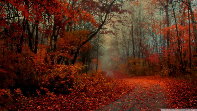 Autumn forest leaves fire branch free wallpaper for desktop - medium preview image
