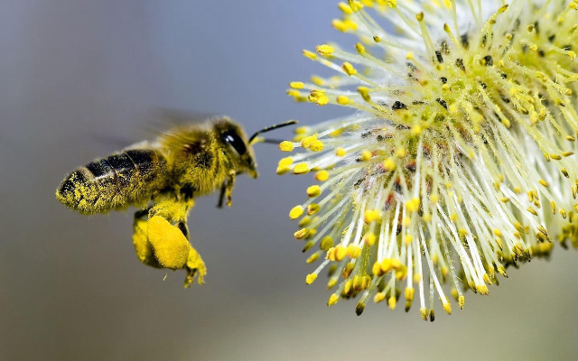 Bee flying flower yellow pollen free wallpaper for desktop - medium preview image
