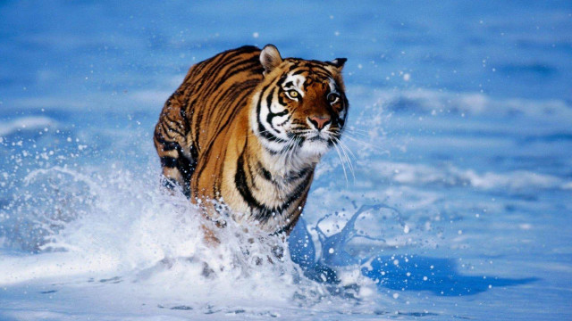Tiger running through water in #2 free wallpaper for desktop - medium preview image