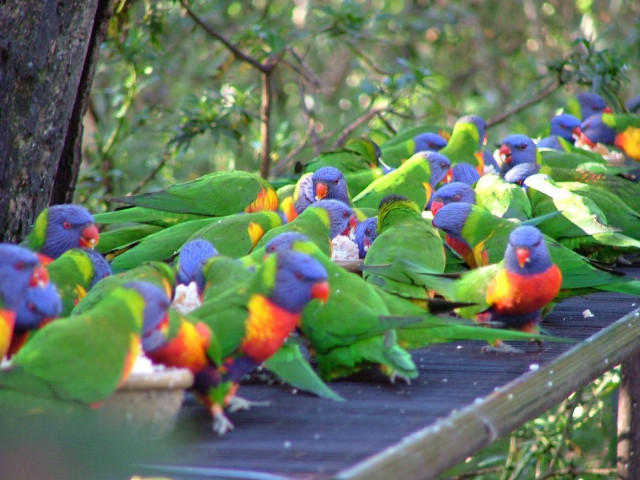 Colorful birds wooden platform forest free wallpaper for desktop - medium preview image