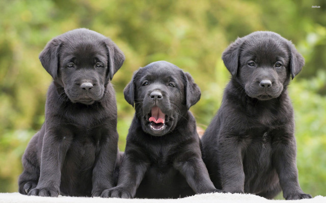Black lab puppies tongue blurry free wallpaper for desktop - medium preview image