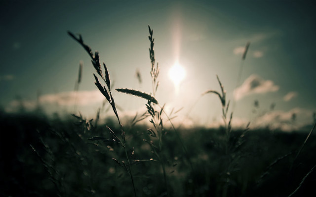 Field grass sun blue sky free wallpaper for desktop - medium preview image