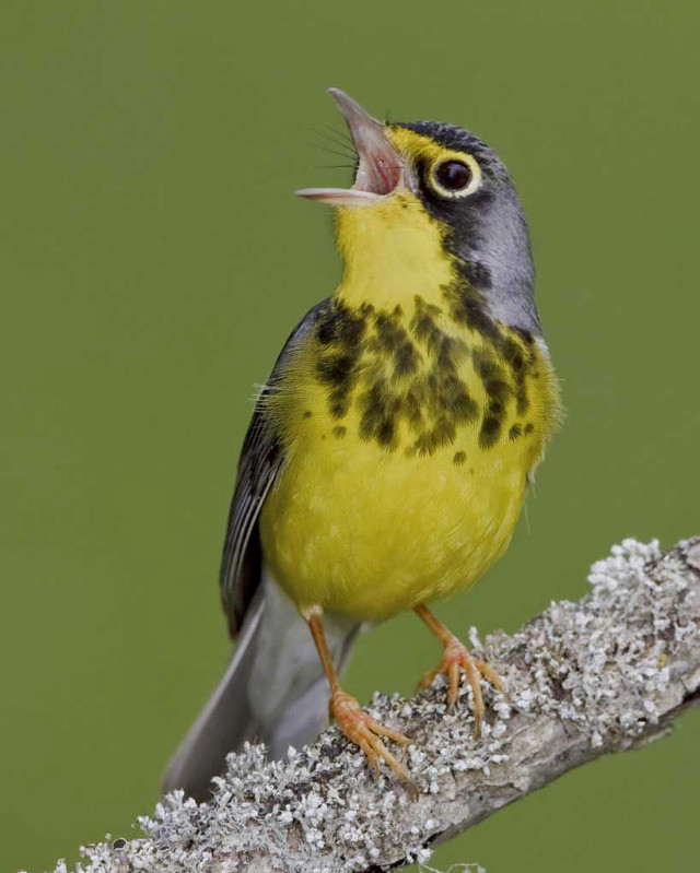 Yellow bird chica macnab green free wallpaper for mobile - medium preview image