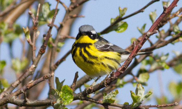 Yellow black bird tree branch free wallpaper for desktop - medium preview image