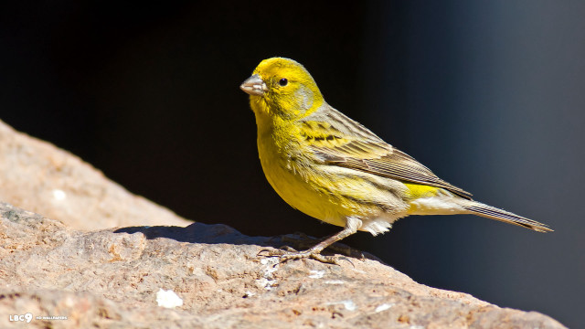 Yellow bird rock looking around free wallpaper for desktop - medium preview image