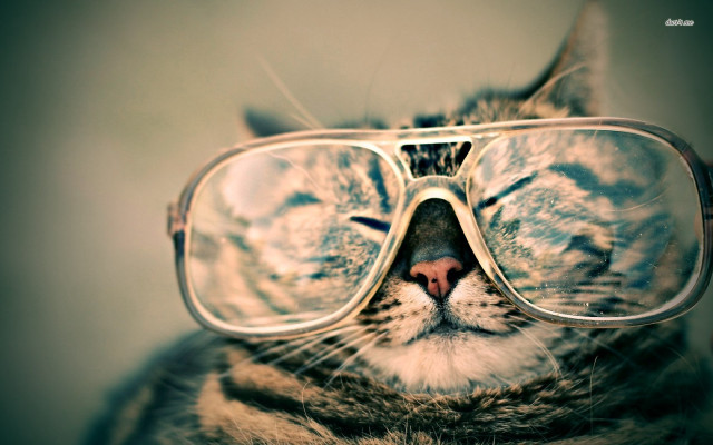 Cat glasses reflection face image free wallpaper for desktop - medium preview image