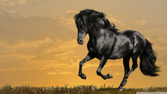 Black horse running field sunset free wallpaper for desktop - medium preview image