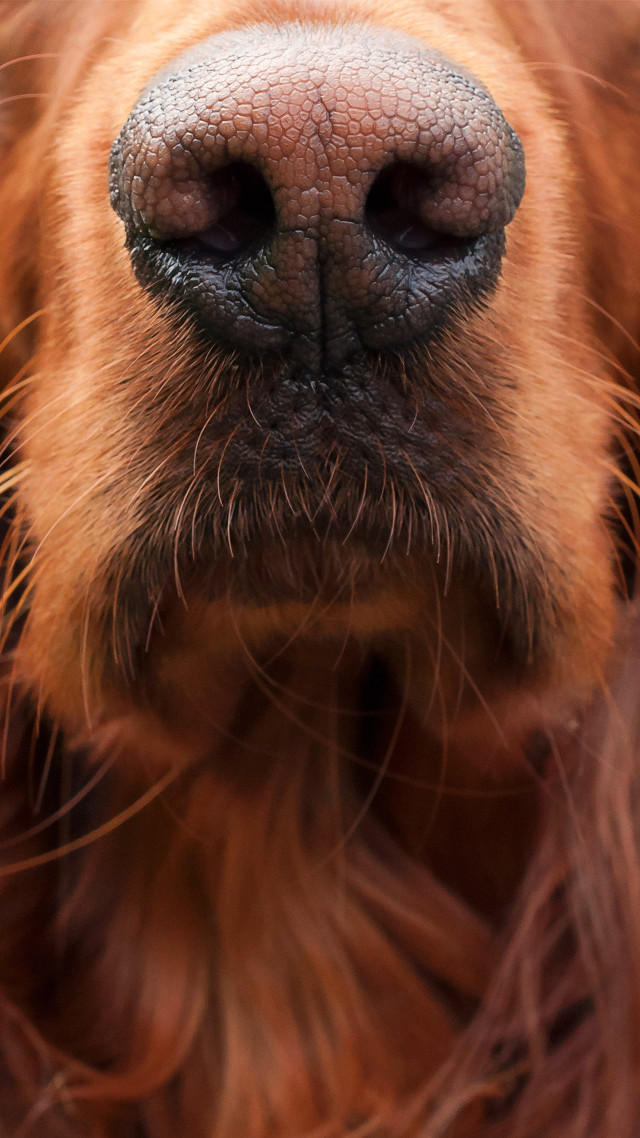 Dog nose closeup blurry background free wallpaper for mobile - medium preview image