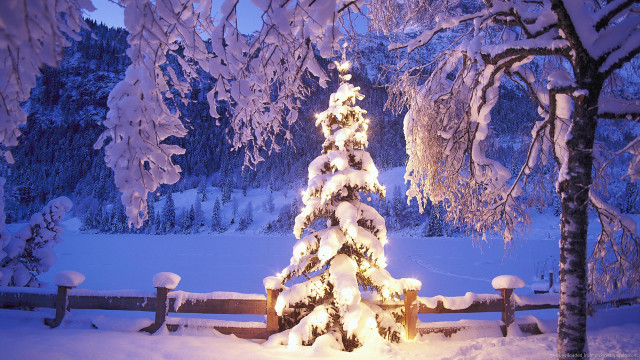 Snowy tree night fence background free wallpaper for desktop - medium preview image