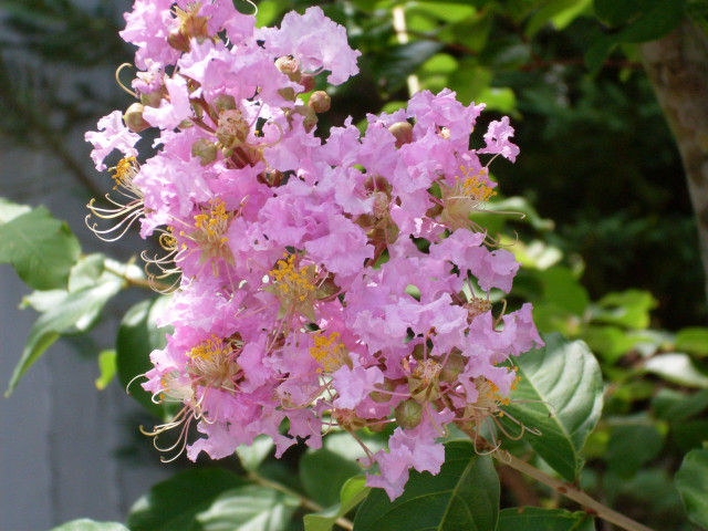Pink flower tree branch leaves free wallpaper for desktop - medium preview image