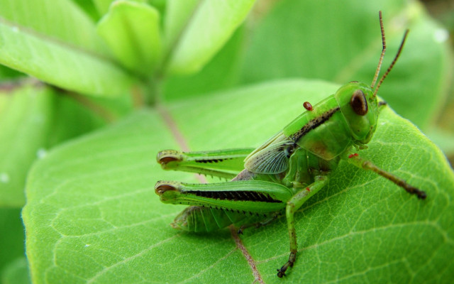 Green insect leaf sunshine macro free wallpaper for desktop - medium preview image