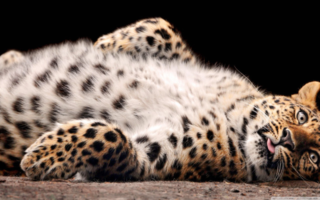 Leopard laying back mouth open free wallpaper for desktop - medium preview image