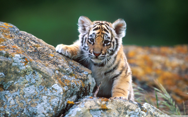 Tiger cub climbing rock wild free wallpaper for desktop - medium preview image