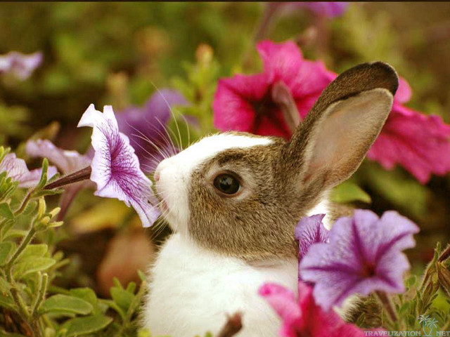 Rabbit field flowers butterfly blurry free wallpaper for desktop - medium preview image