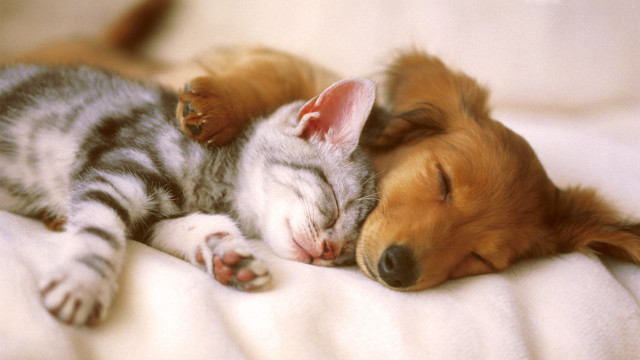 Dog cat sleeping together on #3 free wallpaper for desktop - medium preview image