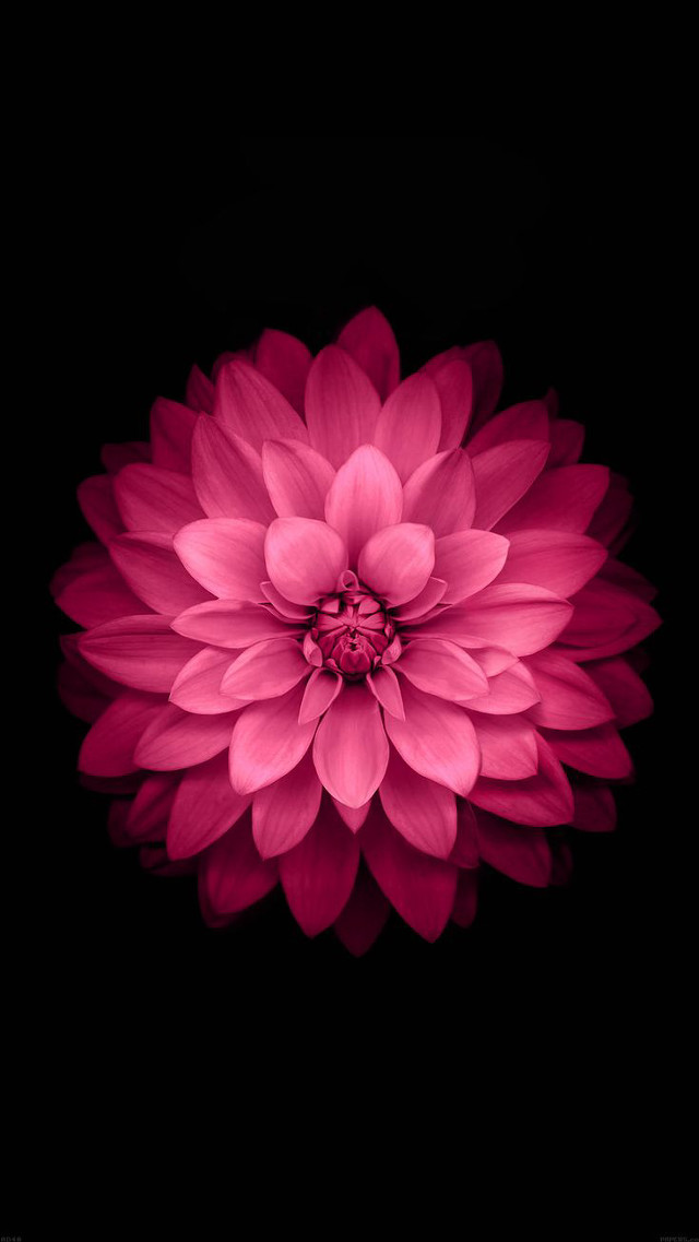Pink flower white center digital free wallpaper for mobile - medium preview image
