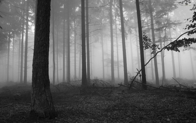 Black white forest fog trees free wallpaper for desktop - medium preview image