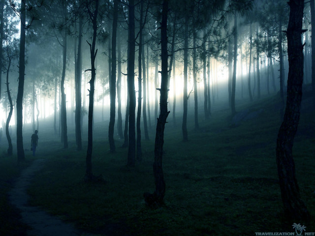 Person walking forest night fog free wallpaper for desktop - medium preview image