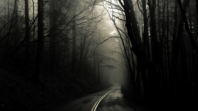 Forest road fog trees nature free wallpaper for desktop - medium preview image