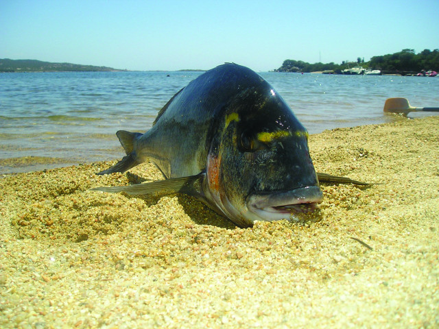 Lostfish autumn beach sky bridge free wallpaper for desktop - medium preview image
