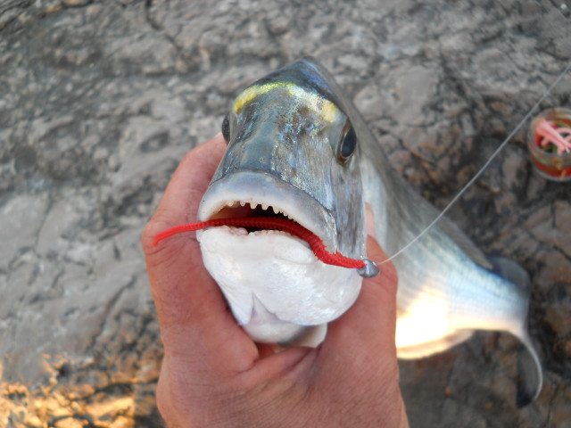 Person holding fish string attached free wallpaper for desktop - medium preview image