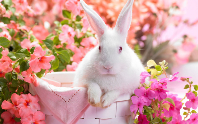 White rabbit basket pink flowers #2 free wallpaper for desktop - medium preview image