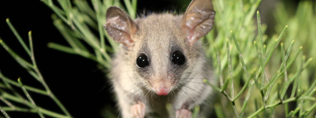 Small mouse tree branch surprised free wallpaper for desktop - medium preview image