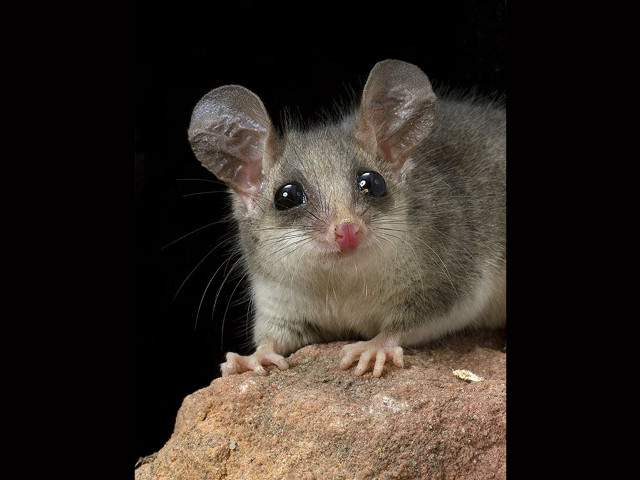 Small mouse rock black background free wallpaper for desktop - medium preview image