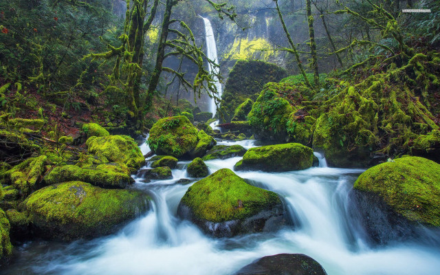 Stream lush green forest rocks free wallpaper for desktop - medium preview image