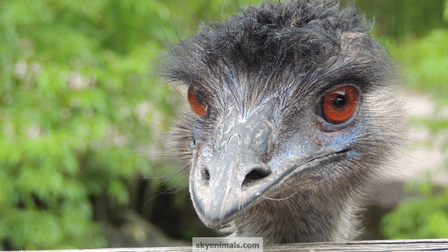Emu fence camera background image free wallpaper for desktop - medium preview image