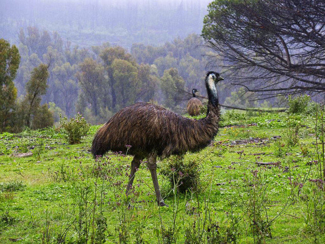 Ostrich walking field trees background free wallpaper for desktop - medium preview image