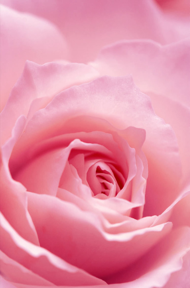 Pink rose closeup photorealistic flower free wallpaper for mobile - medium preview image