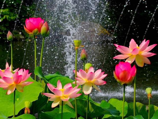 Pink lily night starry fountain free wallpaper for desktop - medium preview image