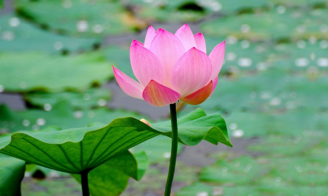 Pink lotus water lilies green free wallpaper for desktop - medium preview image